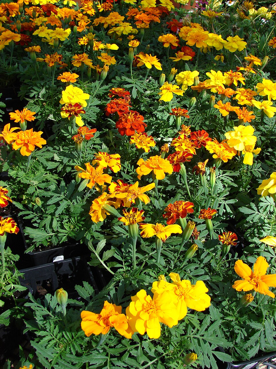 Marigold - Taishan, (Large Bloom) — whole plant