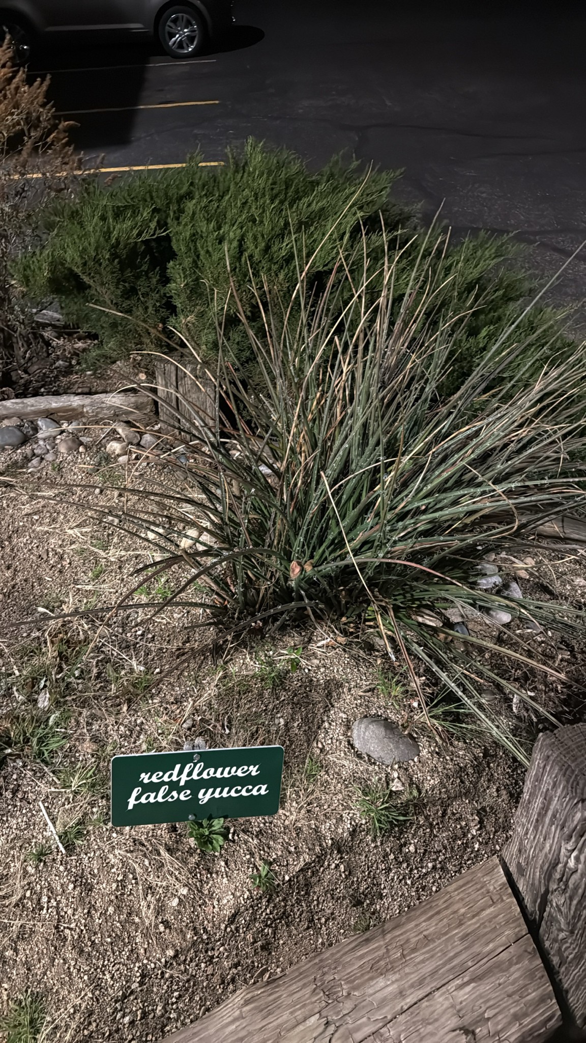 Yucca, Little Giant Hesperaloe — whole plant