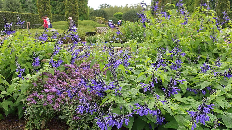 Salvia Guaranitica, Black And Blue — whole plant