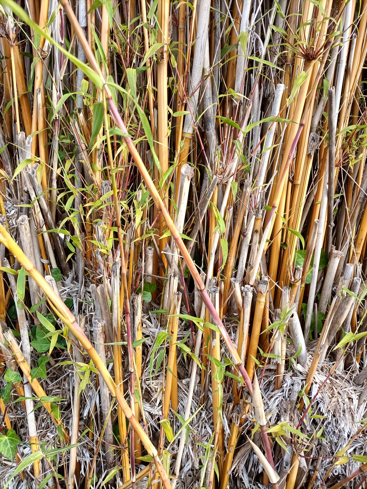 Bamboo, Golden Goddess (Clumping) — flowers or notable detail