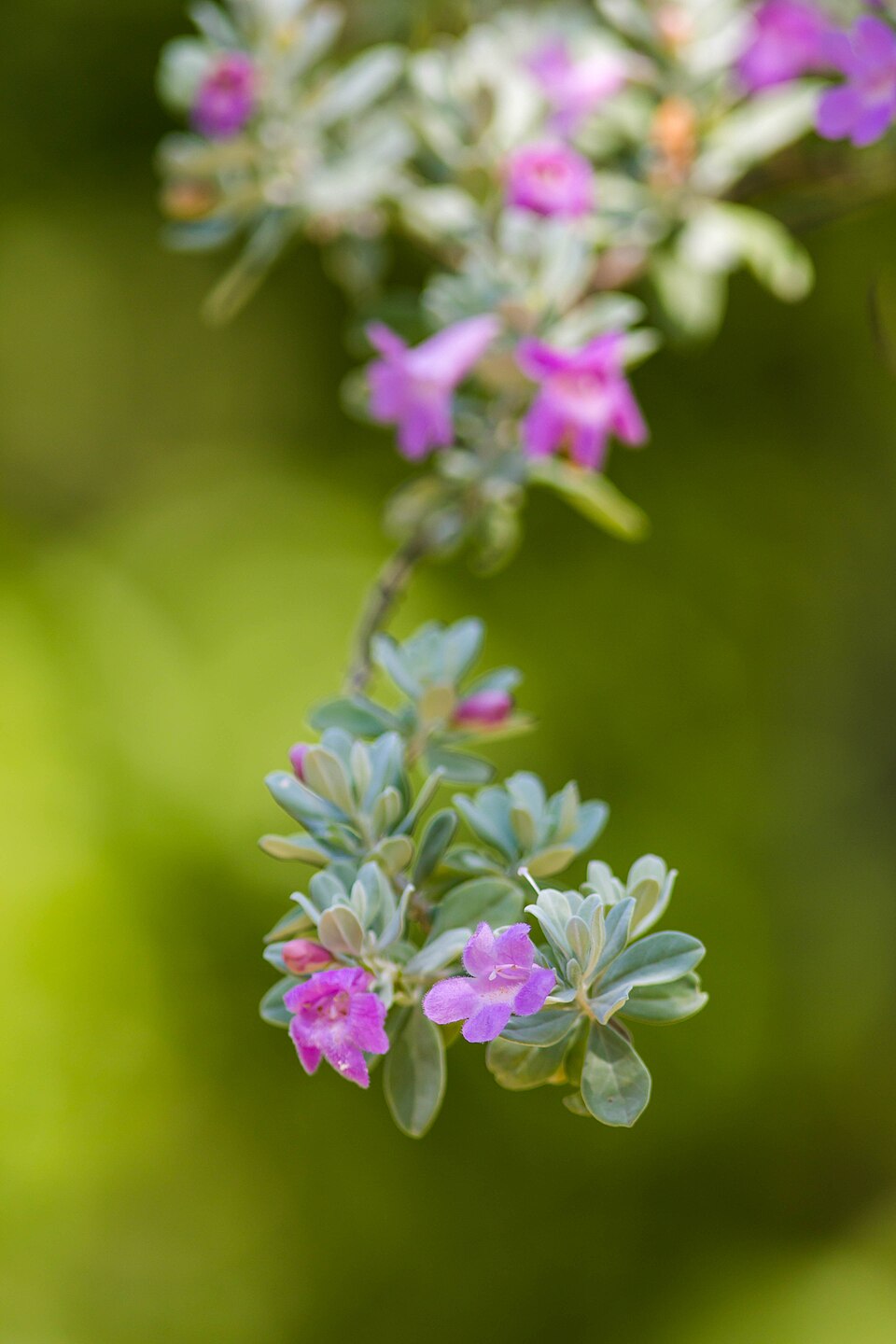 Texas Sage Compact — flowers or notable detail