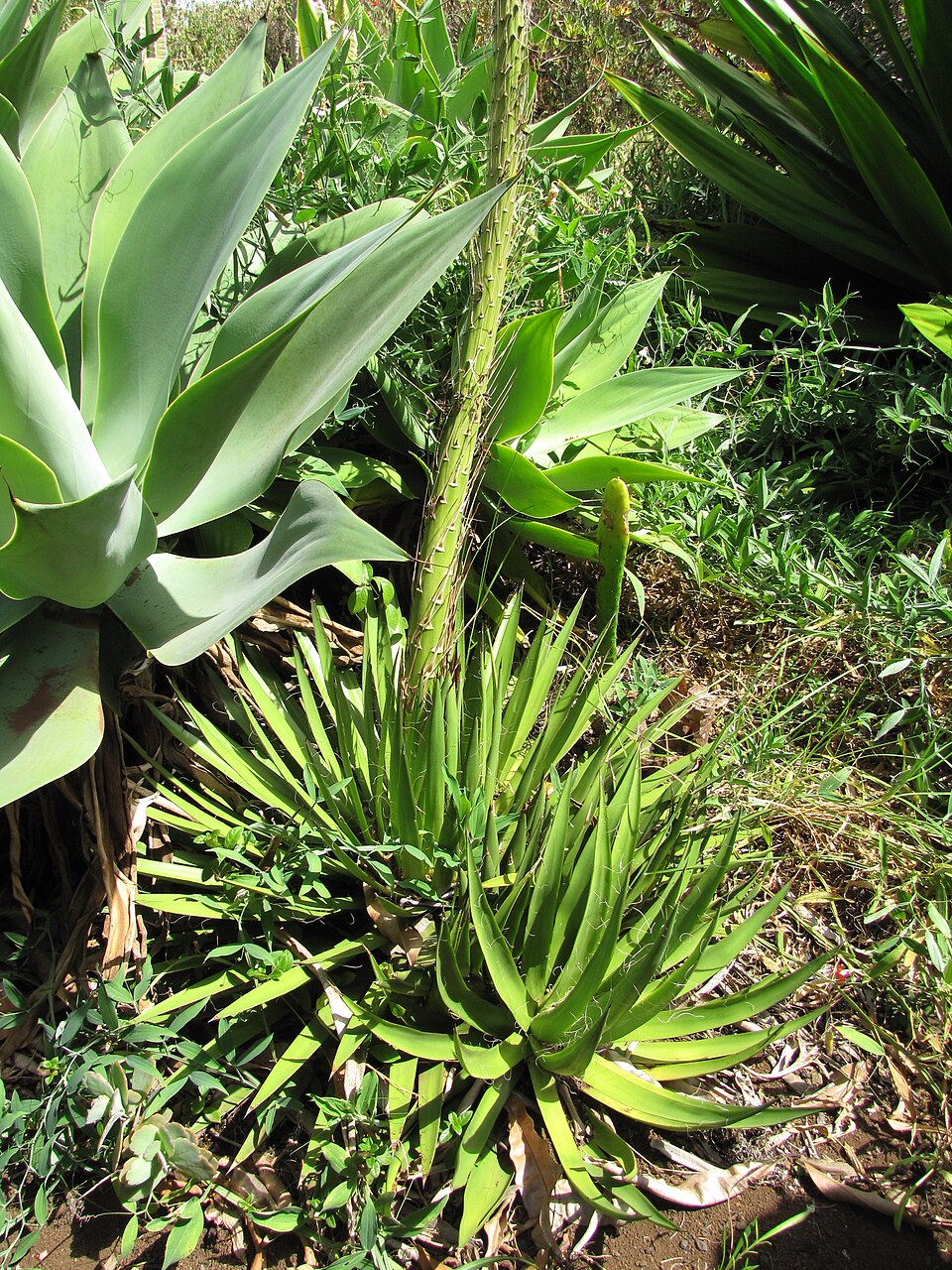 Agave, Splendida — whole plant