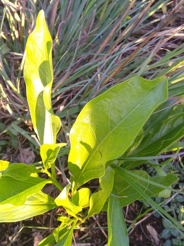 Spider Lily, Giant — flowers or notable detail