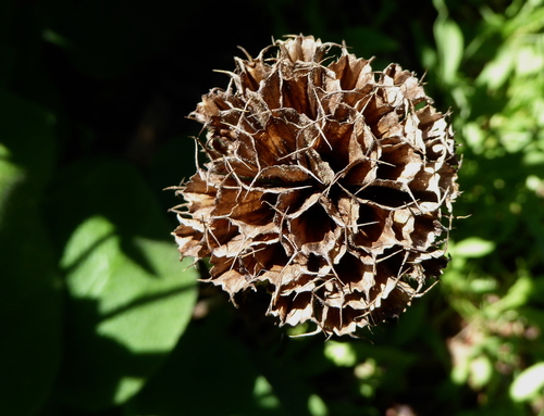 Sage, Jerusalem — whole plant