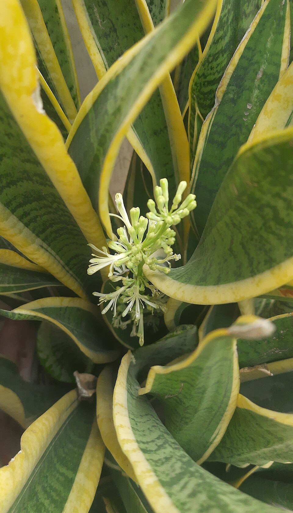 Sanseveria — flowers or notable detail