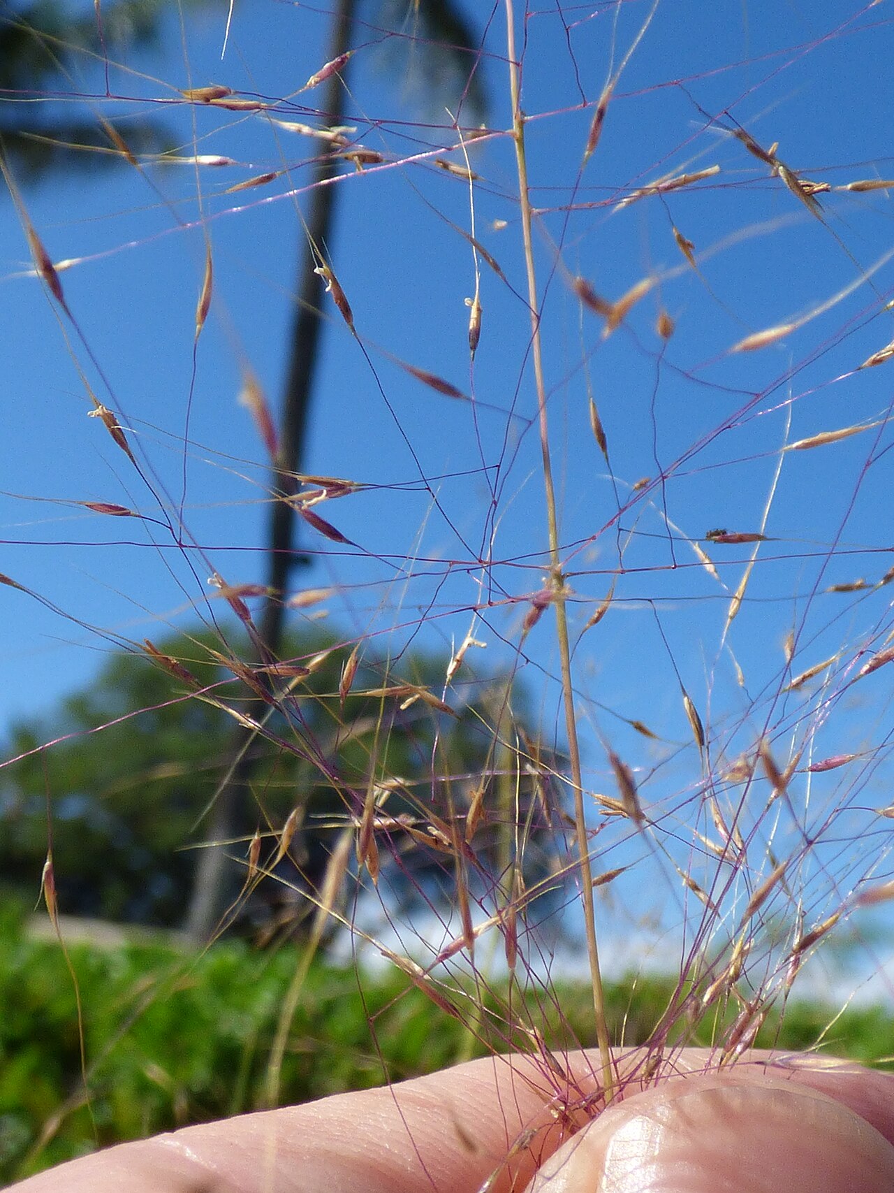 Gulf Muhly — whole plant