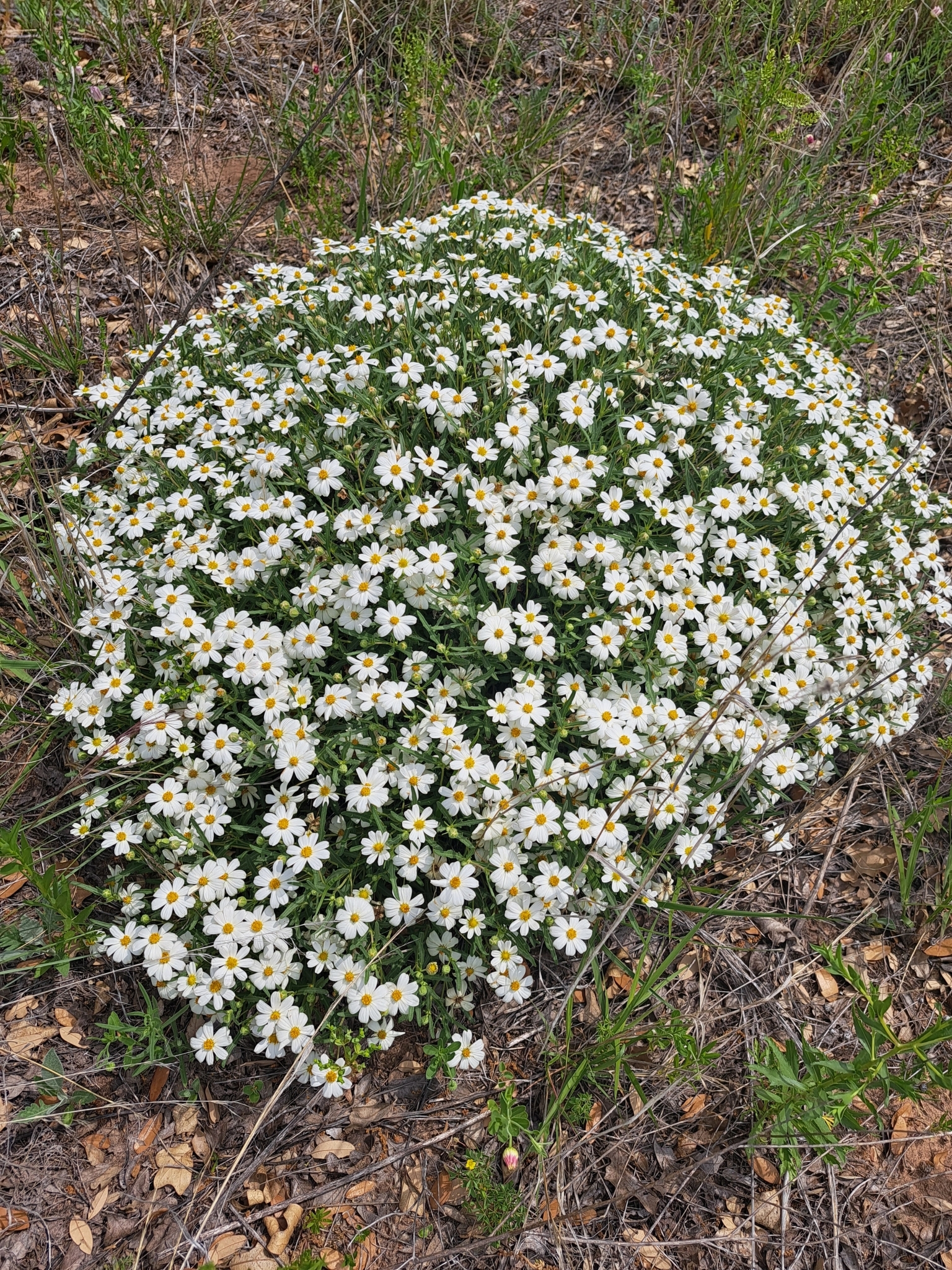 Blackfoot Daisy — whole plant
