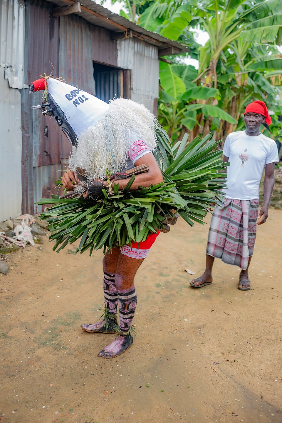 Banana — whole plant