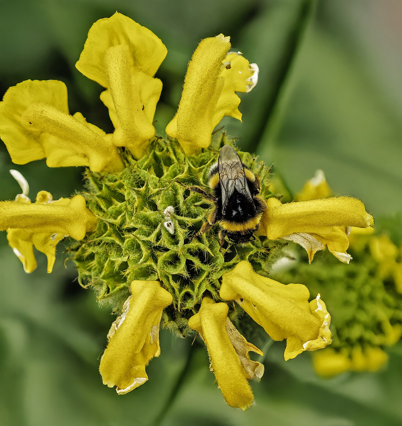 Sage, Jerusalem — flowers or notable detail