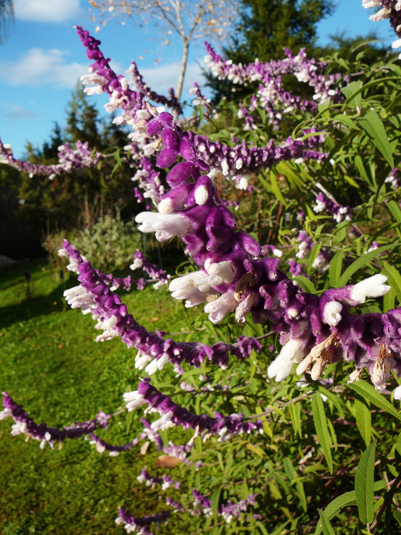 Mexican Bush Sage — whole plant