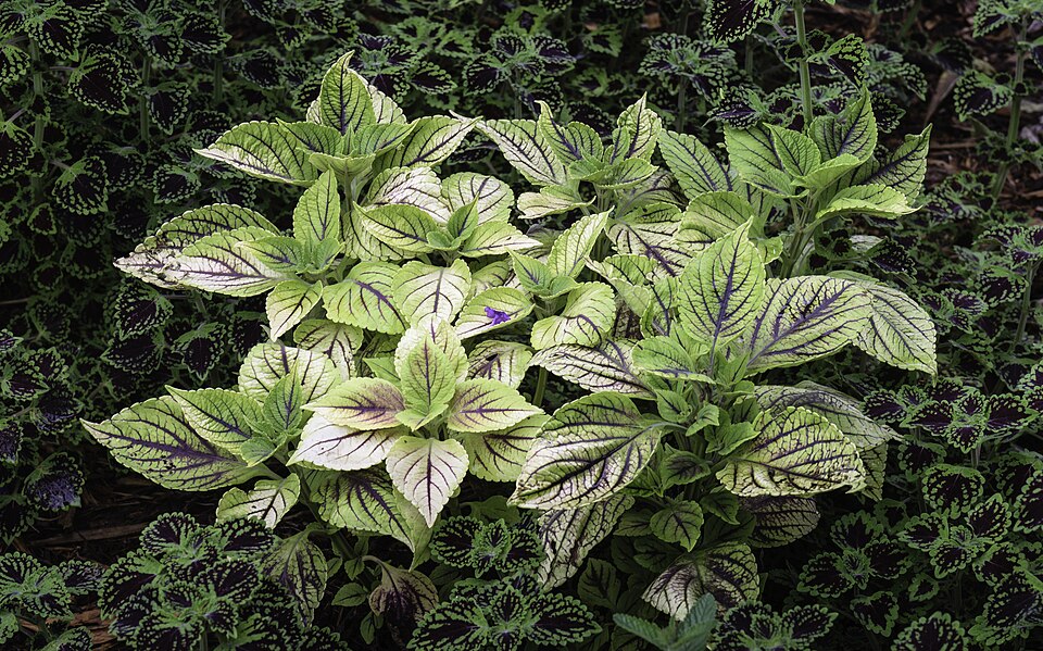 Coleus — whole plant