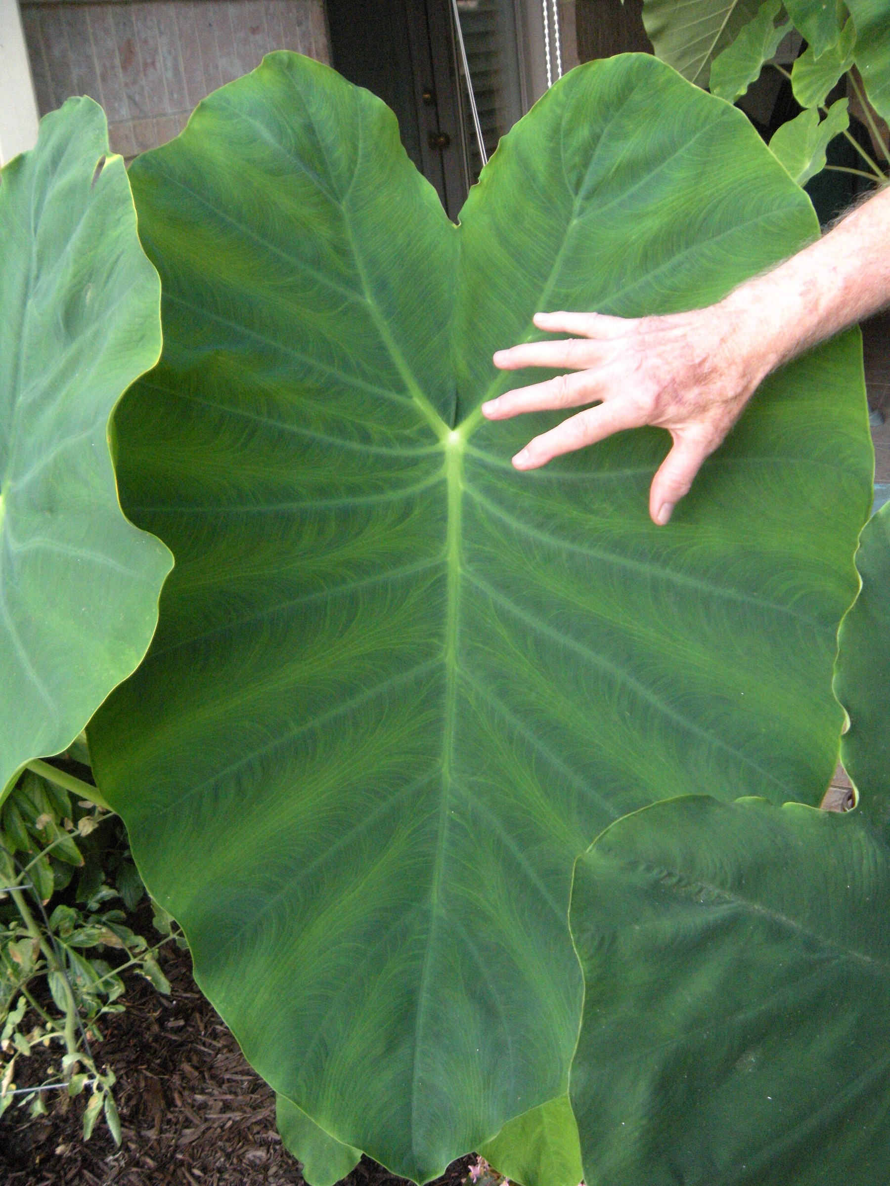 Elephant Ear Regal Shields — flowers or notable detail