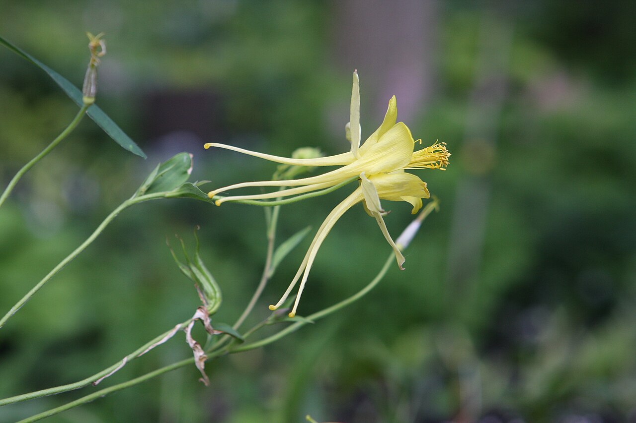 Columbine, Texas — whole plant