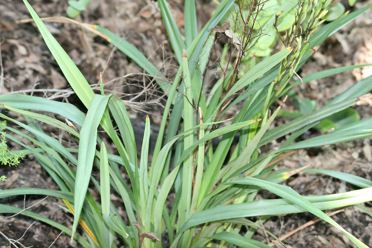 Dianella — whole plant