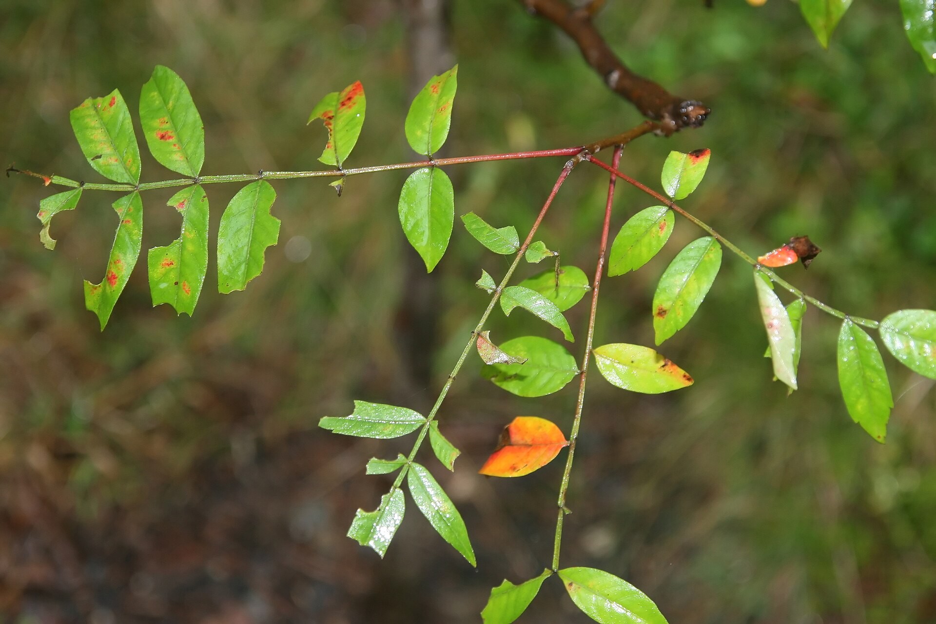 Sumac, Flameleaf — whole plant