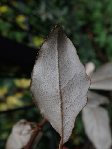 Elaeagnus — whole plant