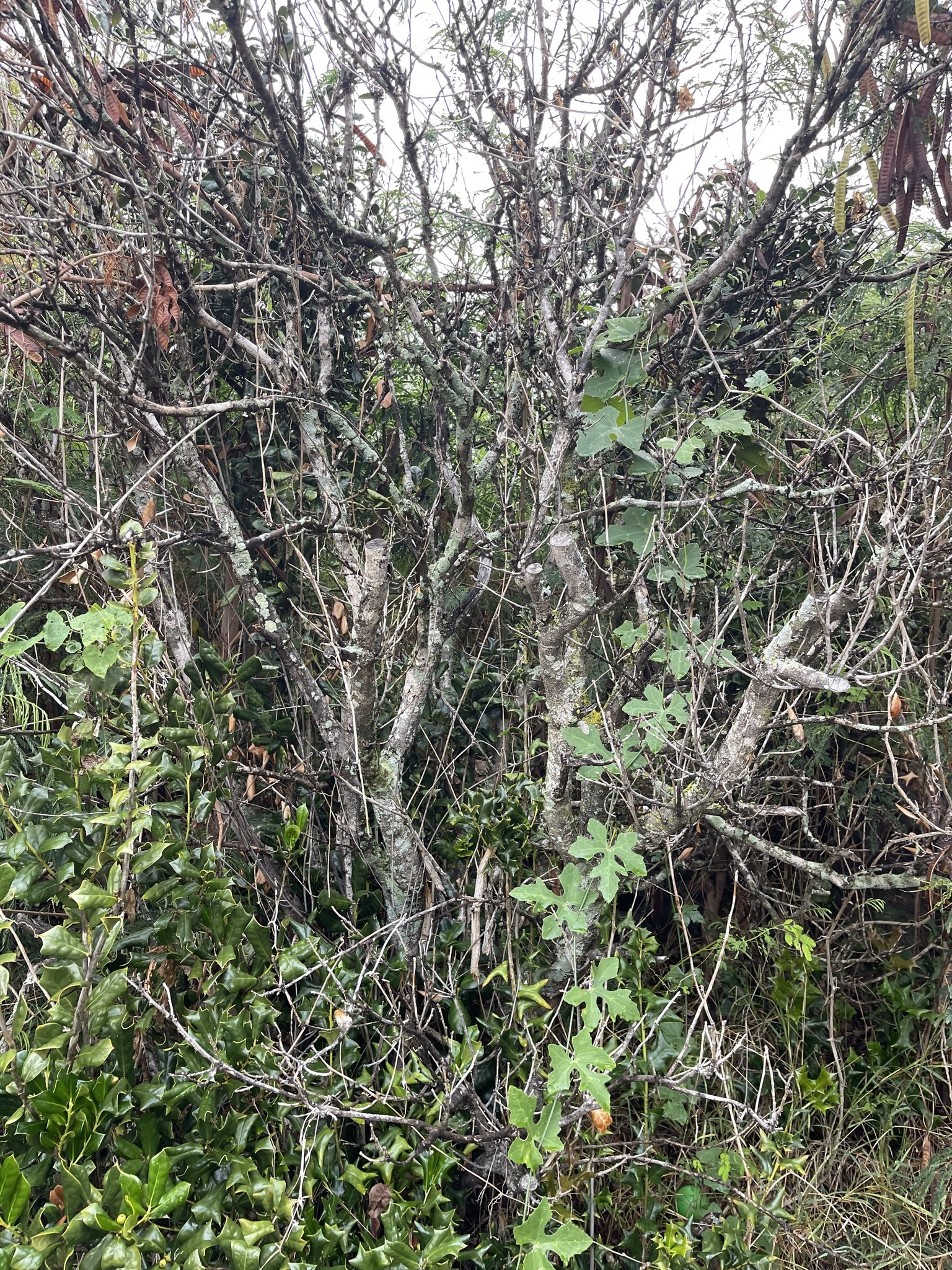 Holly, Burford — flowers or notable detail