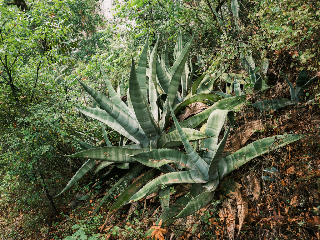 Agave, Victoria-Reginae — whole plant