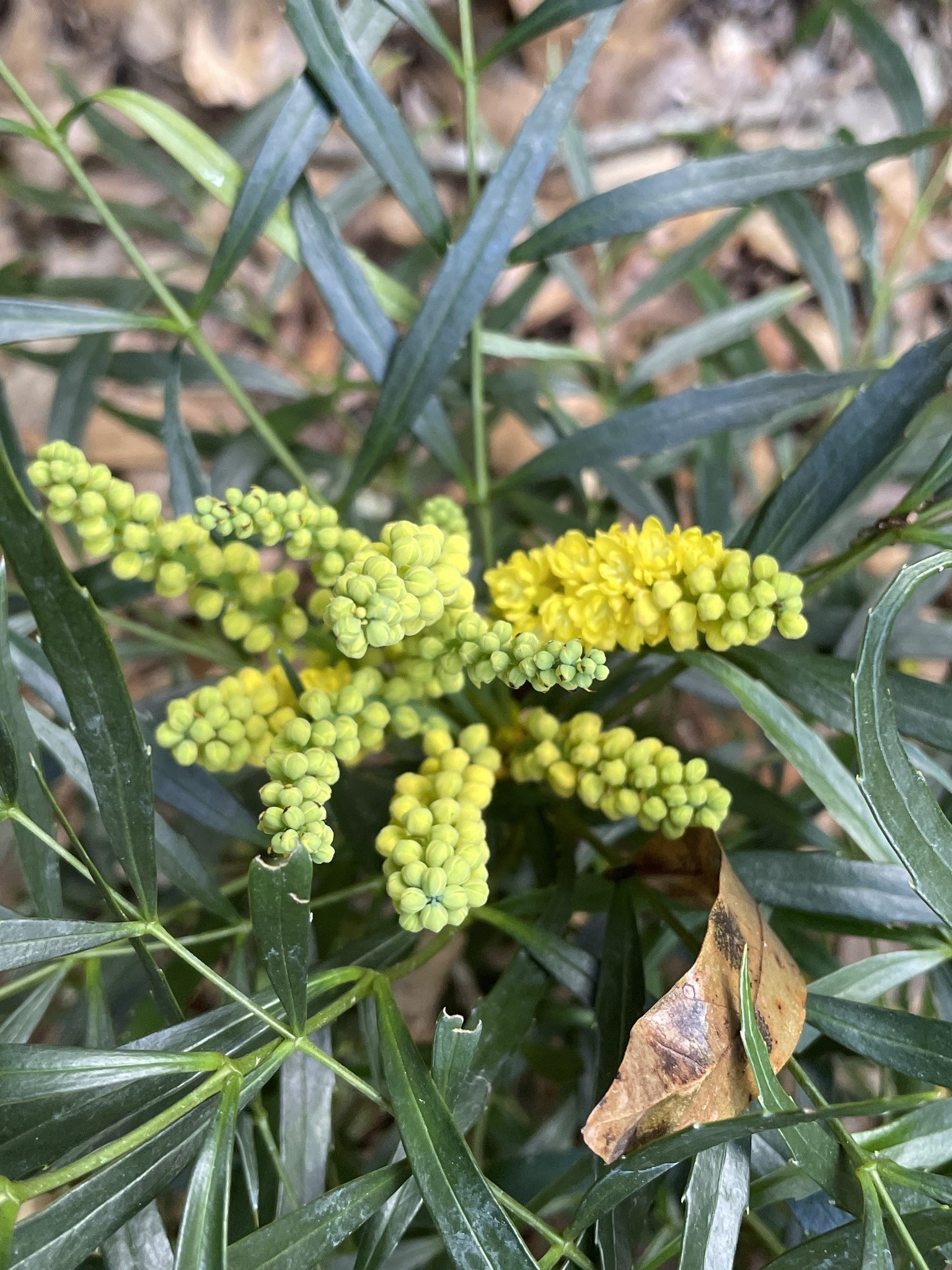 Mahonia, Indigo Flair — flowers or notable detail
