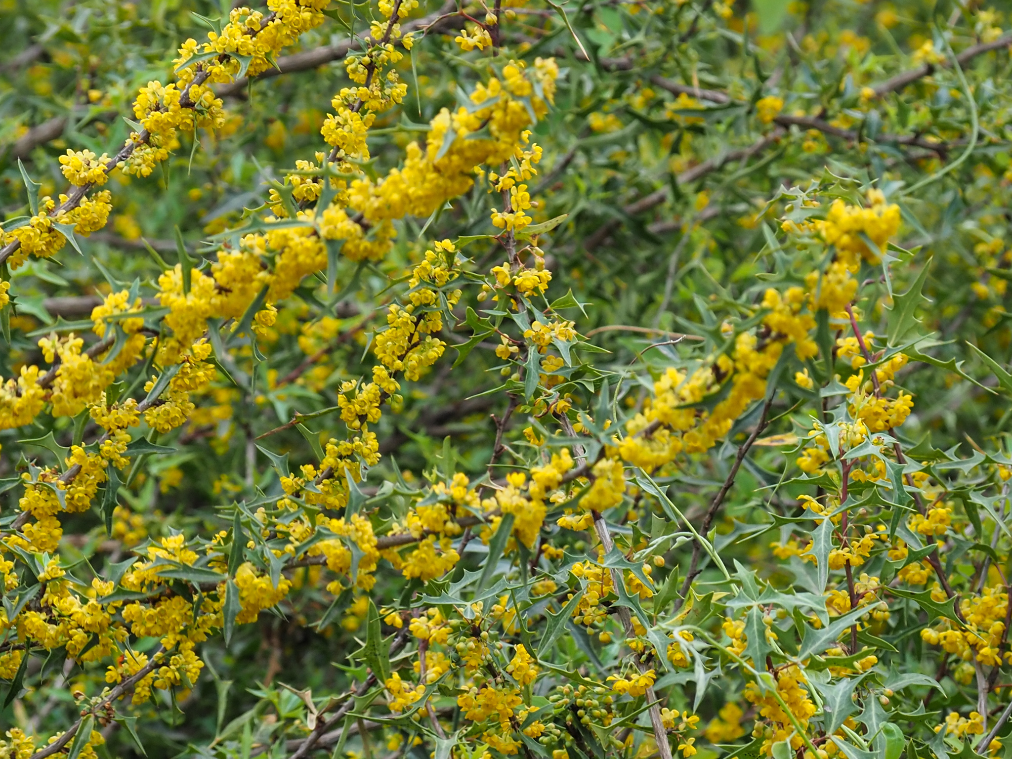 Agarita — whole plant