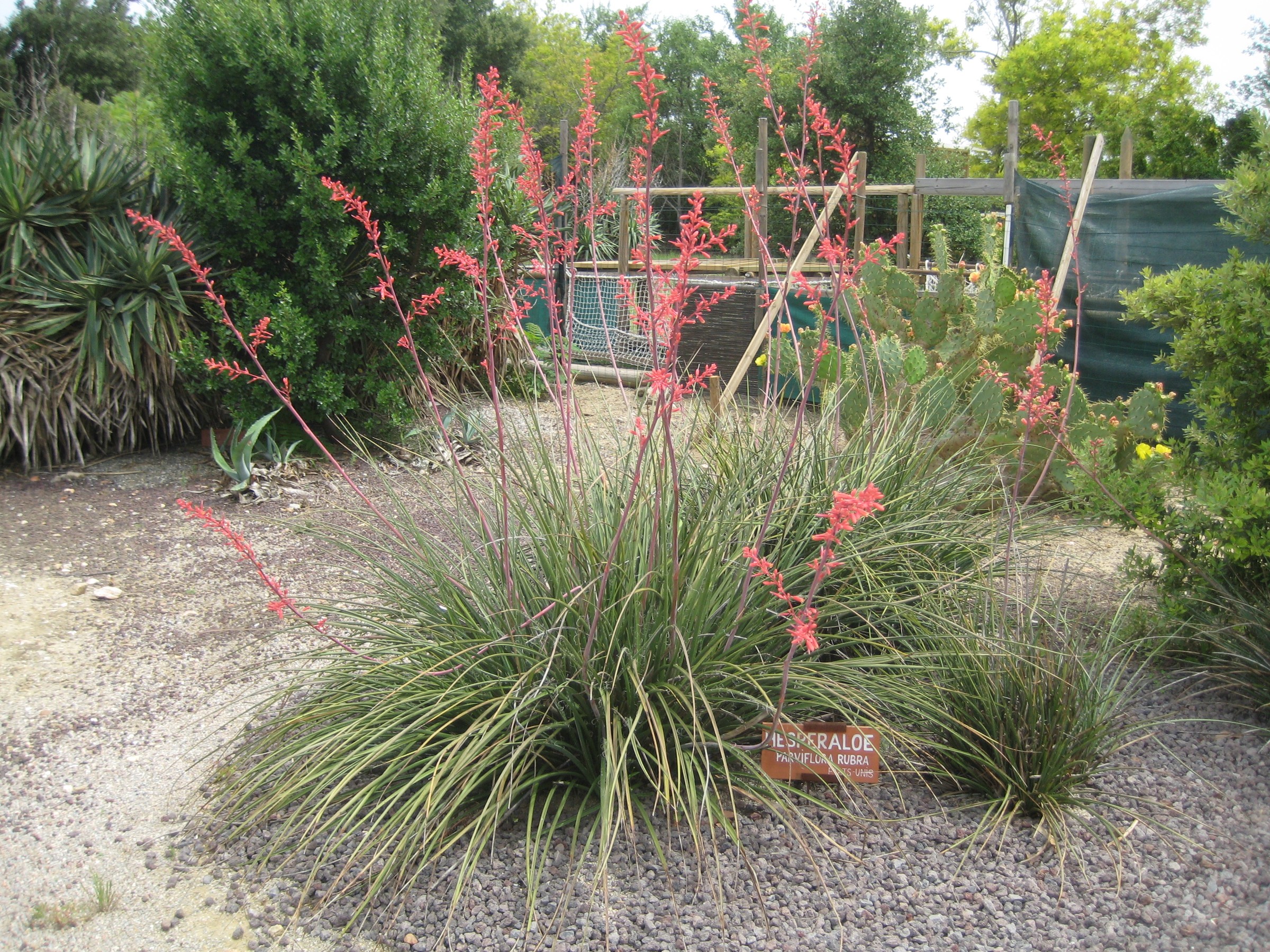 Red Yucca — whole plant