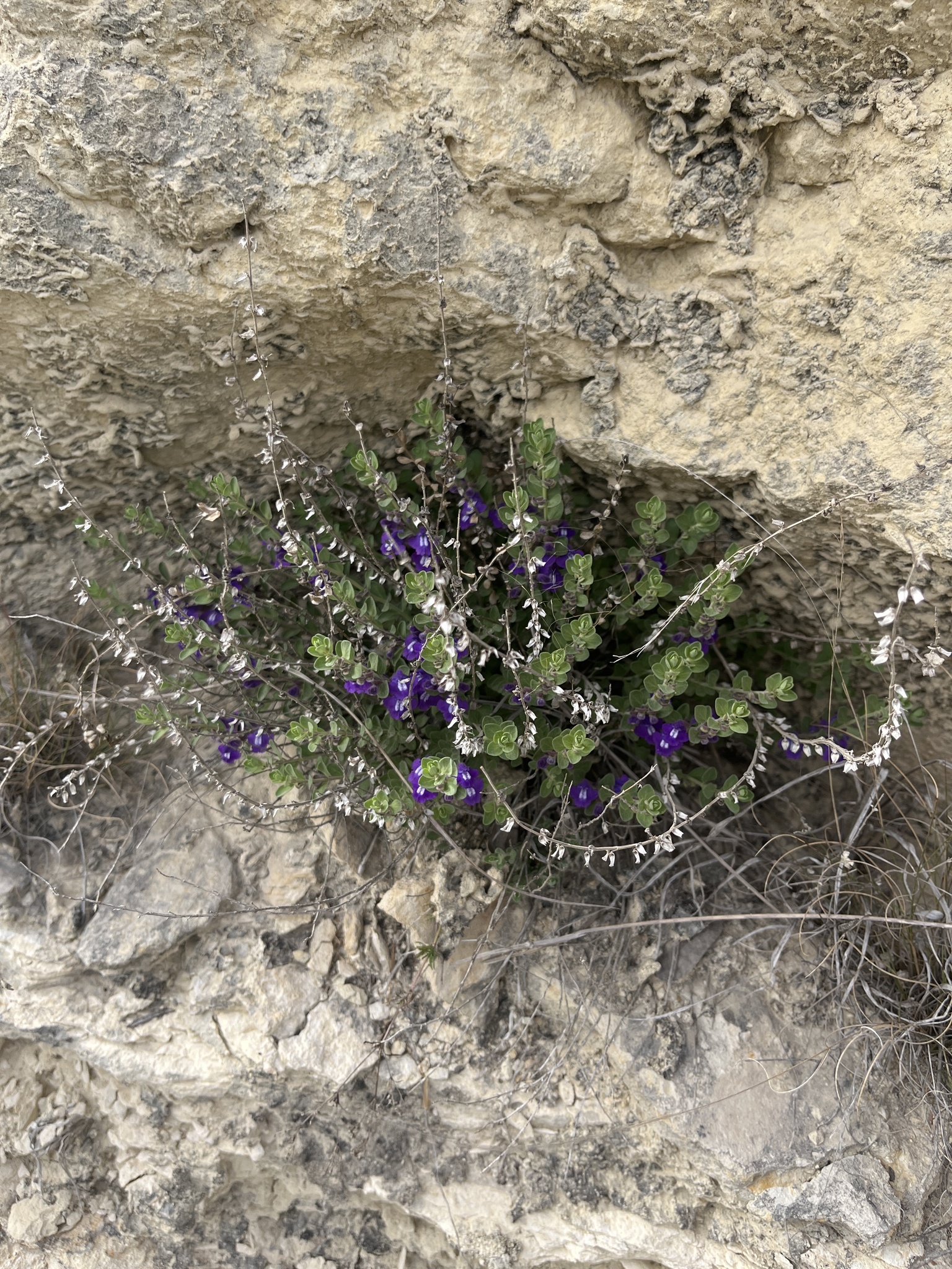 Skullcap, Purple — flowers or notable detail