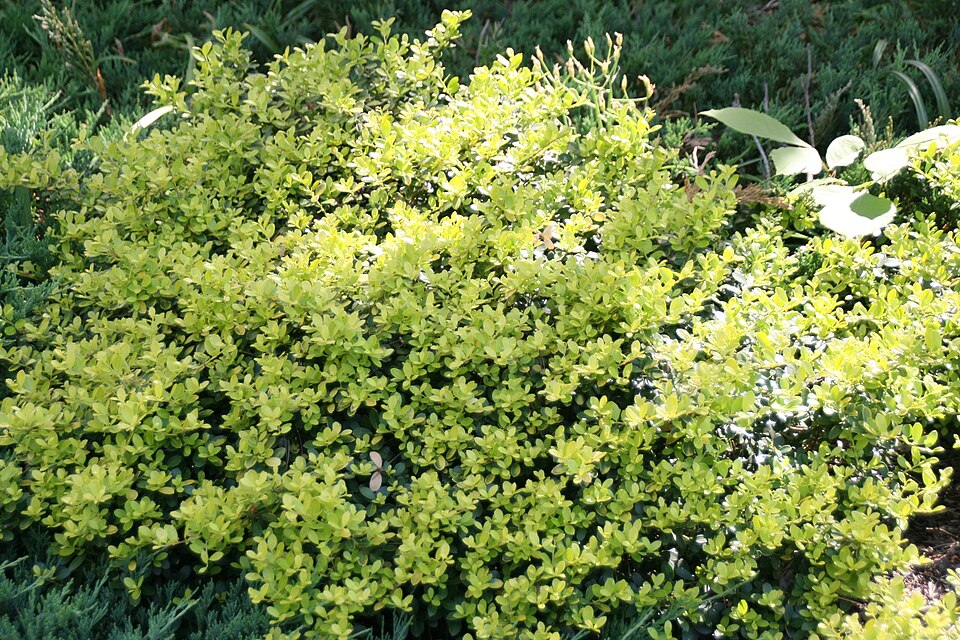 Holly, Sky Pencil — whole plant