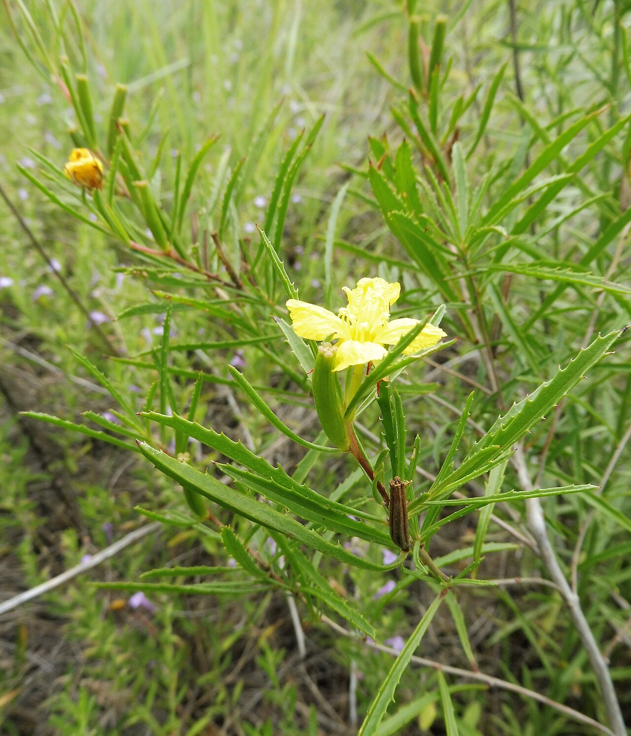 Calylophus, Texas Primrose — whole plant