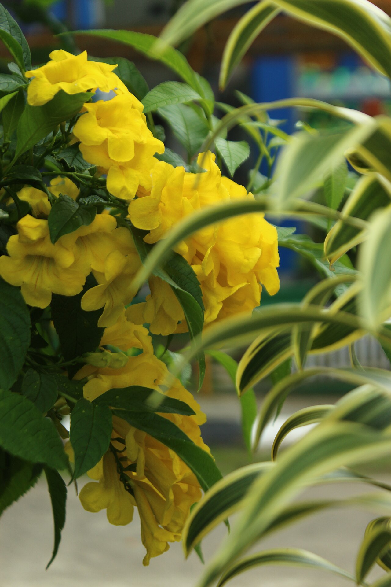 Esperanza (gold) — flowers or notable detail
