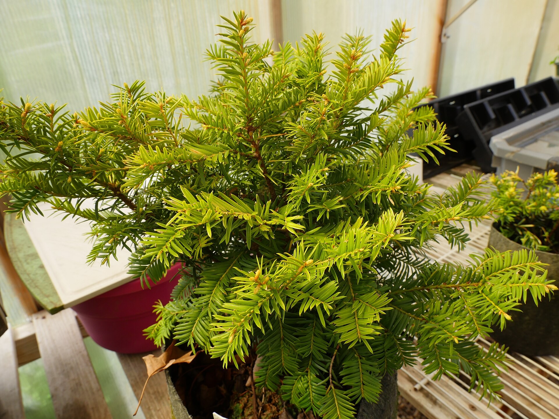 Yew, Dwarf Pringles — whole plant