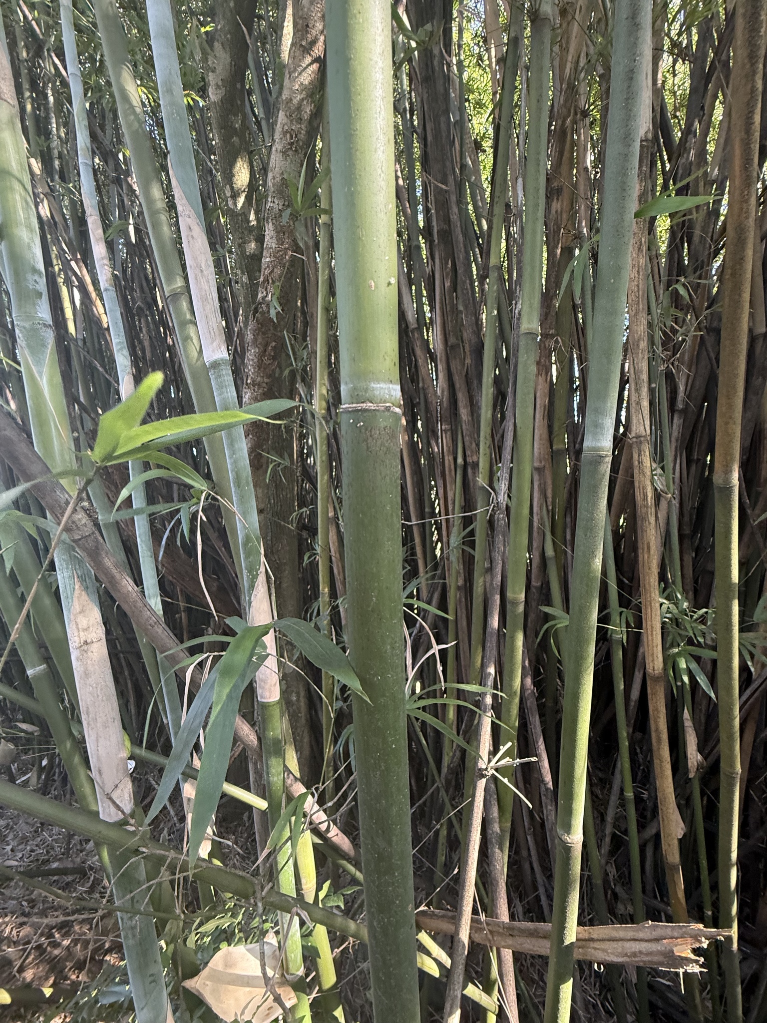 Bamboo, Graceful (Clumping) — whole plant