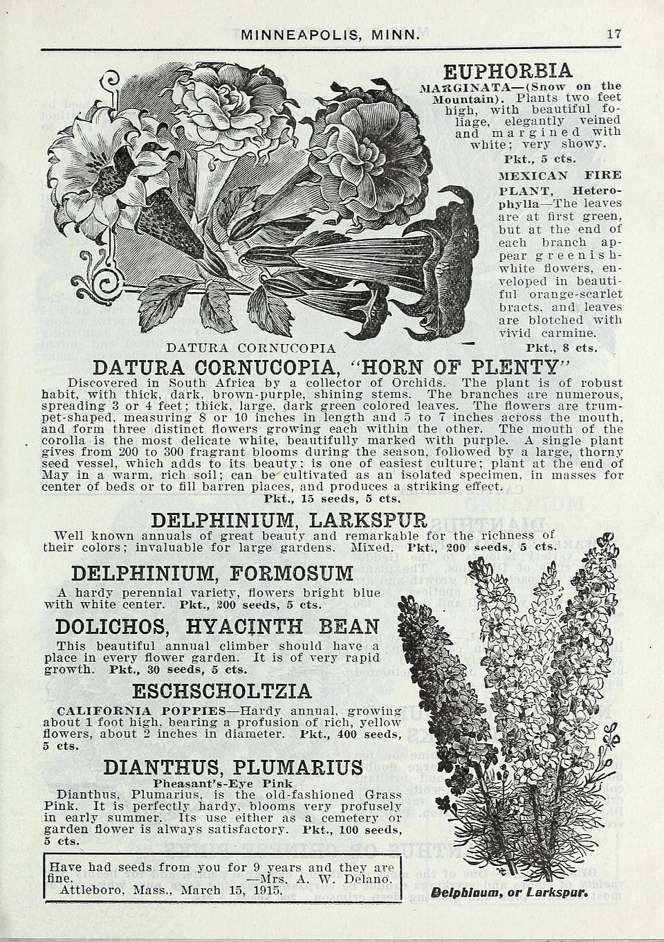 Dianthus — whole plant