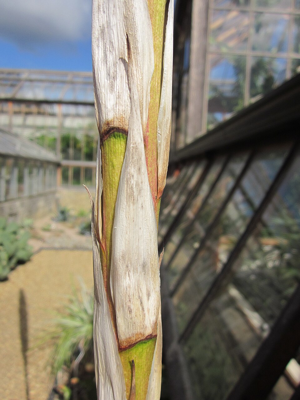 Sotol Green Texas — whole plant