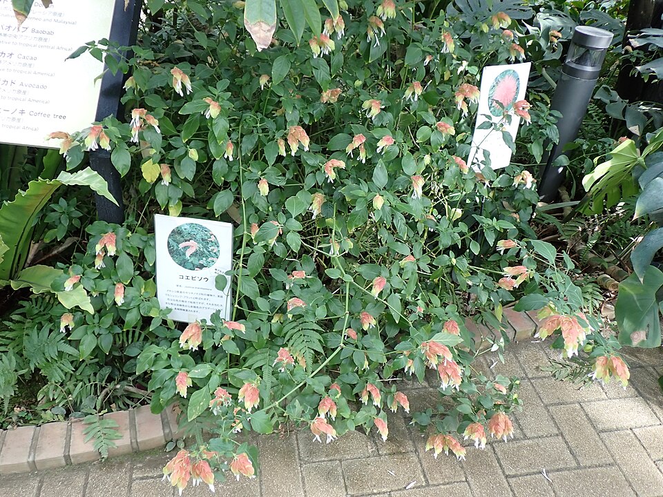 Shrimp Plant Red — whole plant