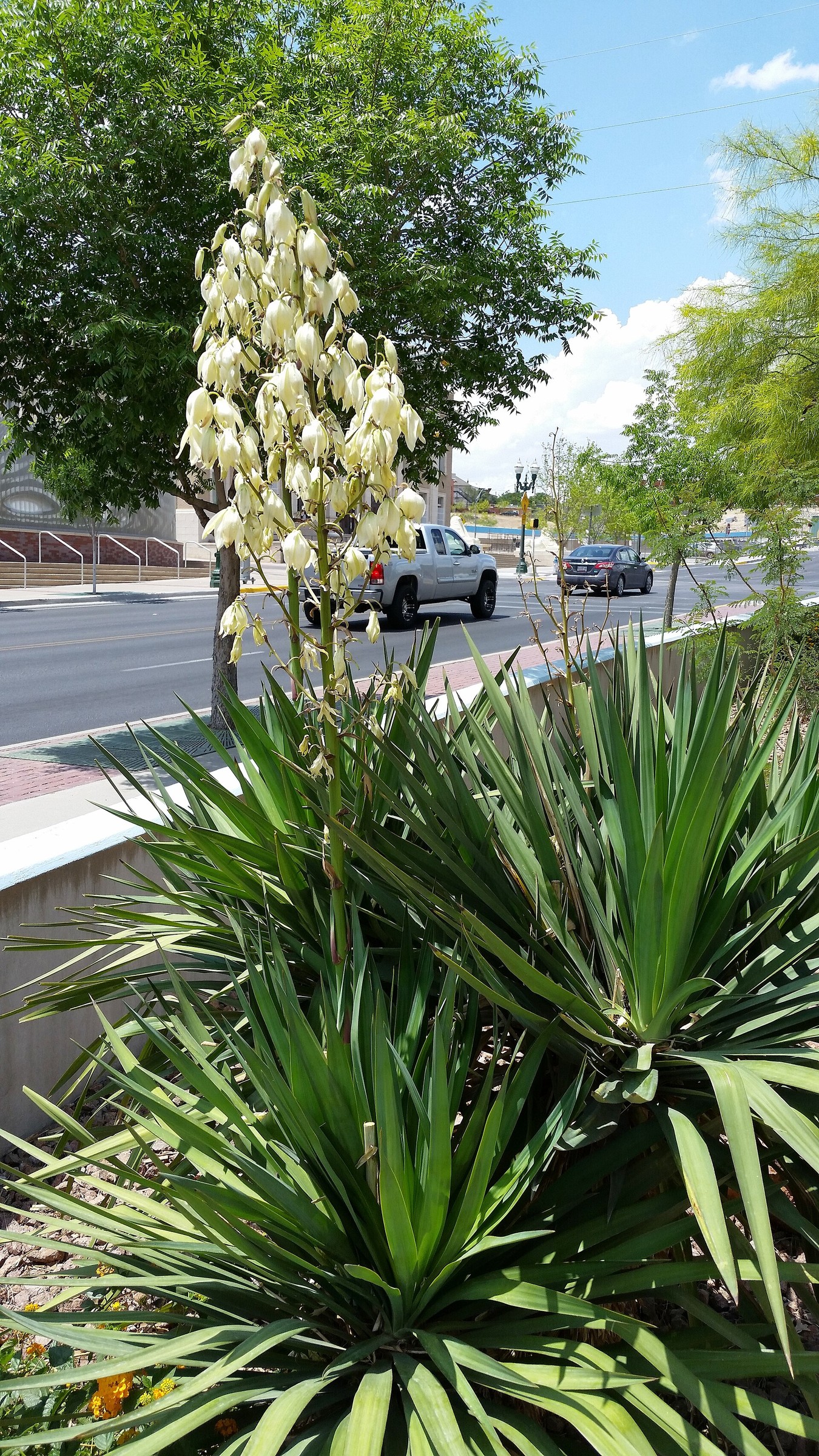 Soft Leaf Yucca — flowers or notable detail