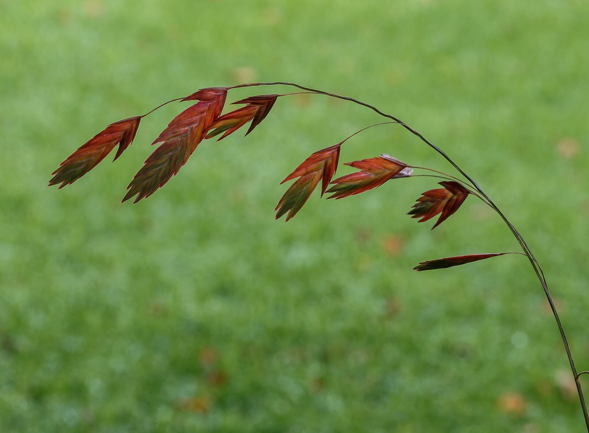 Inland Sea Oats — whole plant