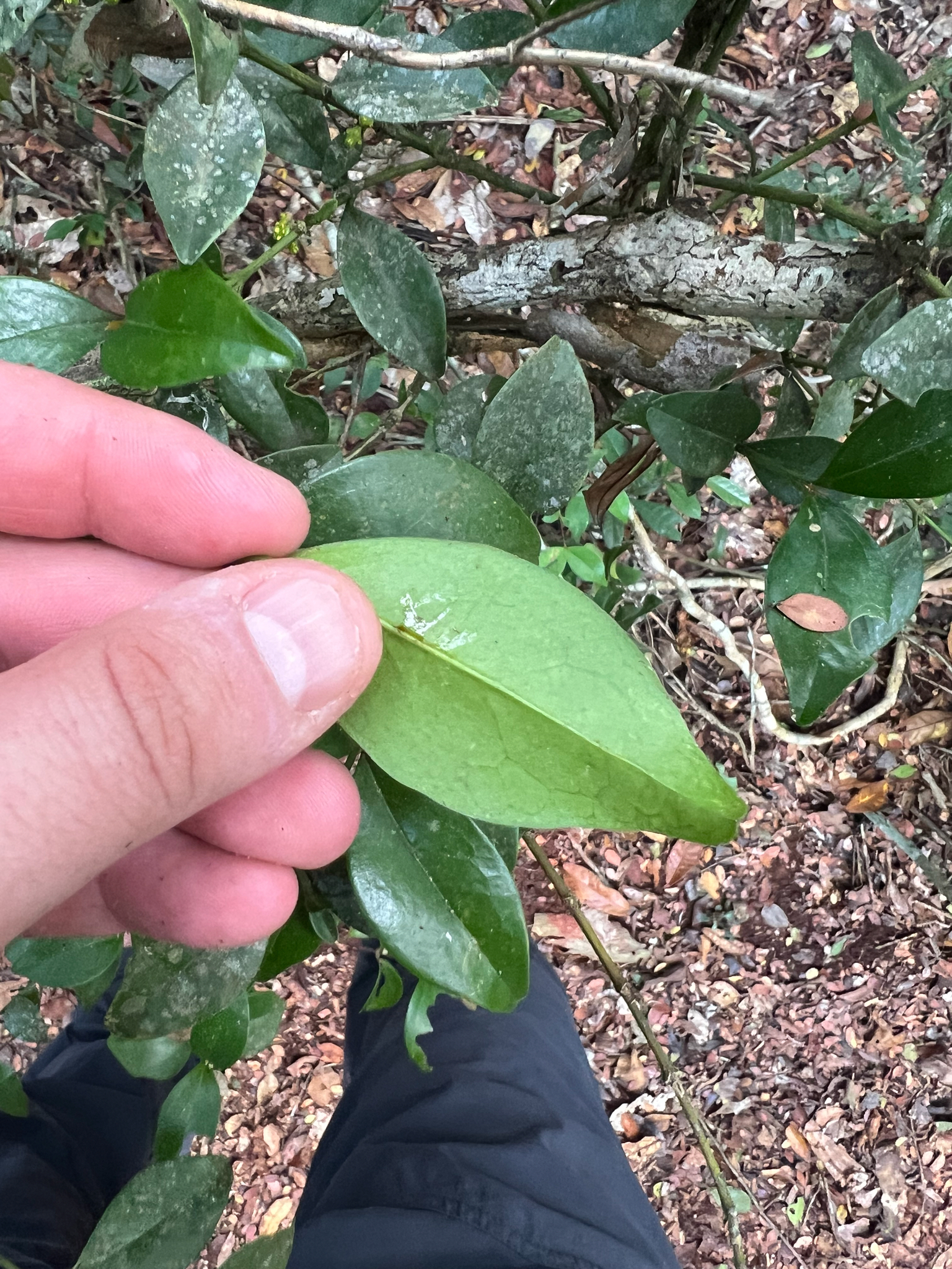 Boxwood, Baby Gem — flowers or notable detail
