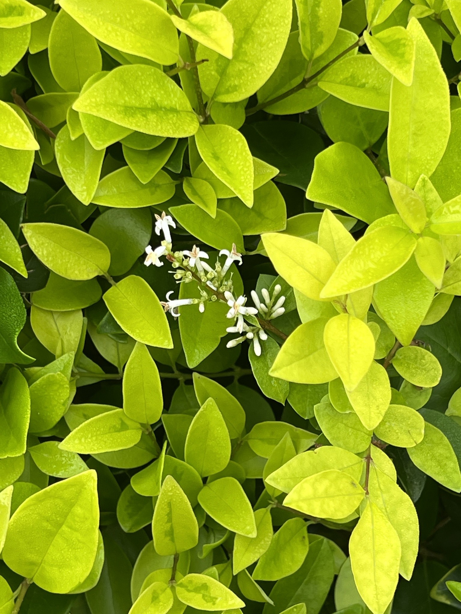 Ligustrum, Sunshine — flowers or notable detail