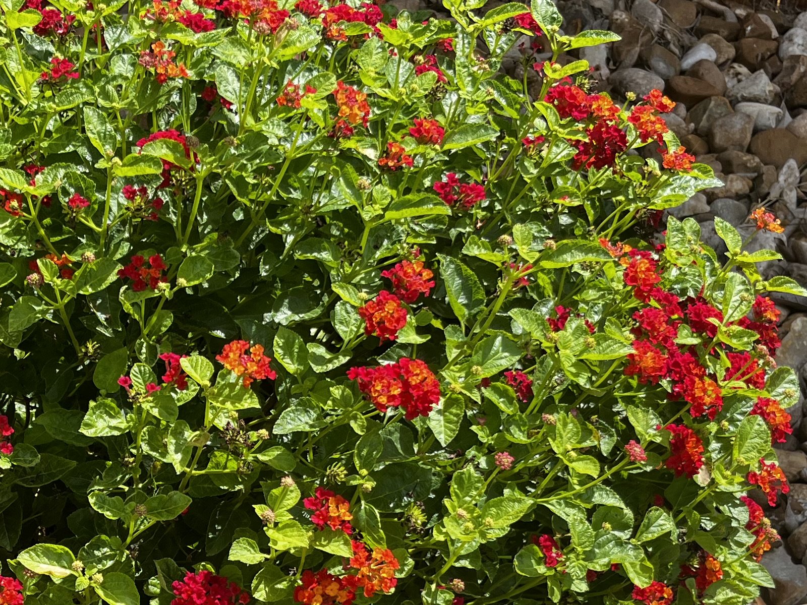 Dallas Red Lantana — flowers or notable detail