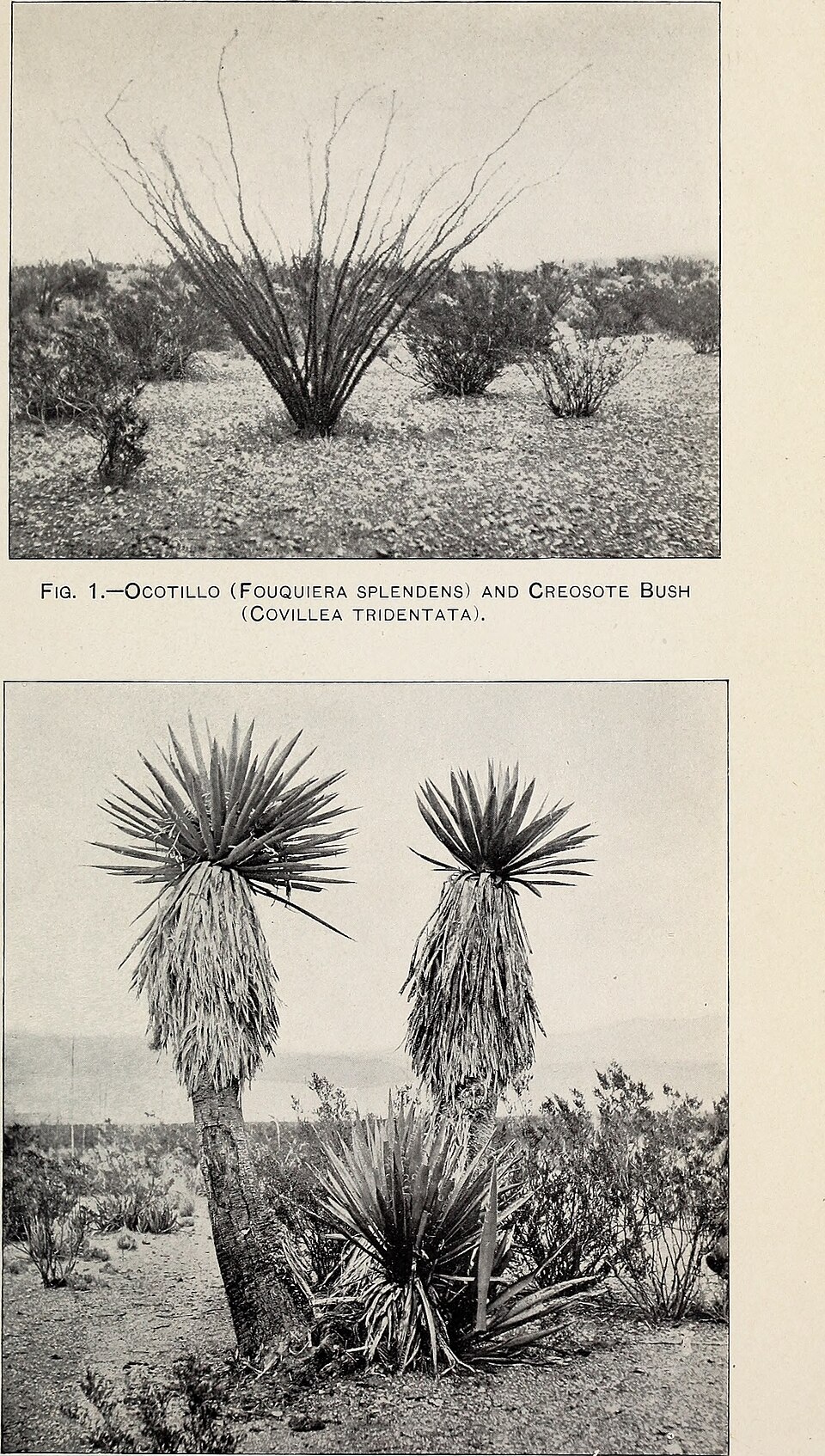 Ocotillo — whole plant