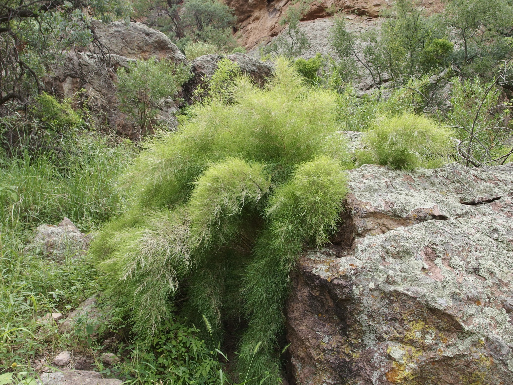 Bamboo Muhly — flowers or notable detail