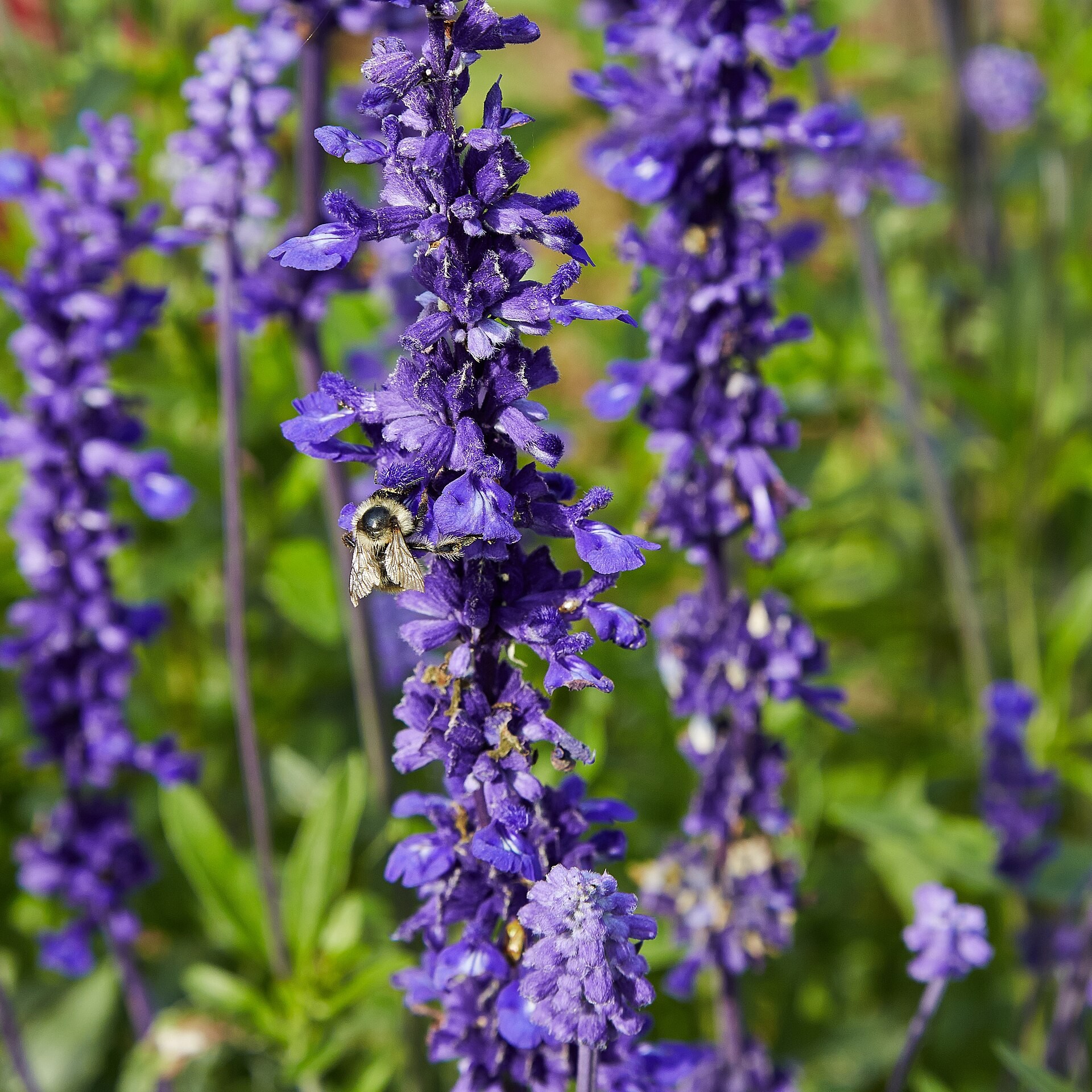Mealy Blue Sage — whole plant
