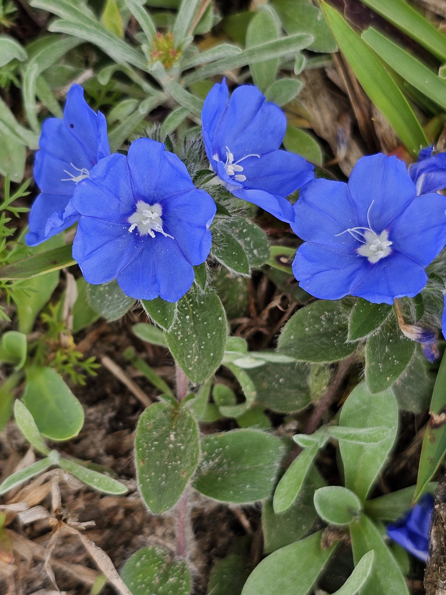 Blue Daze — whole plant