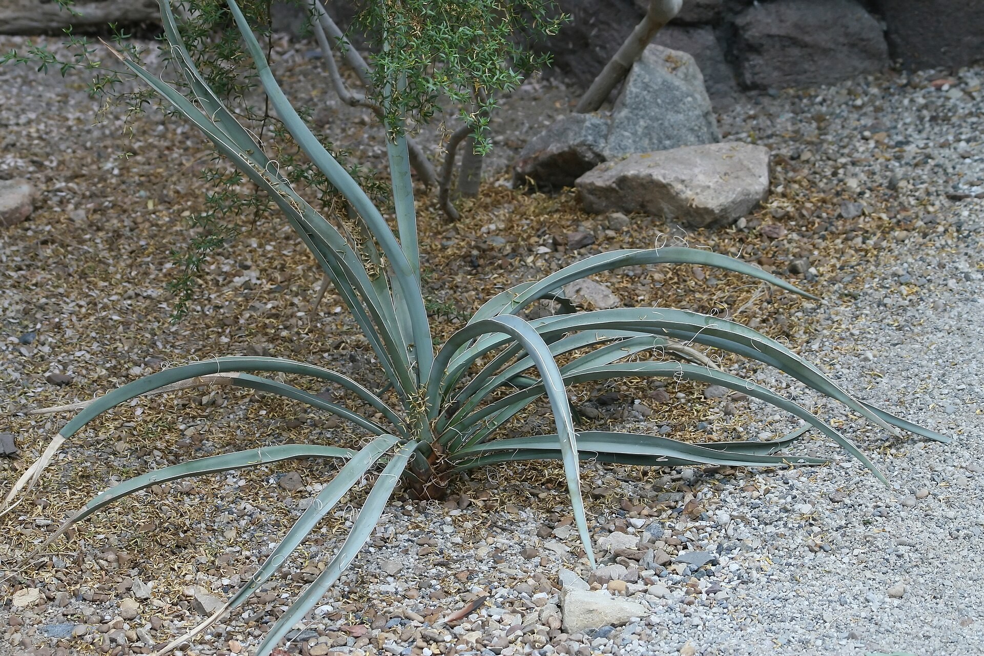 Yucca, Blue Sentry — flowers or notable detail