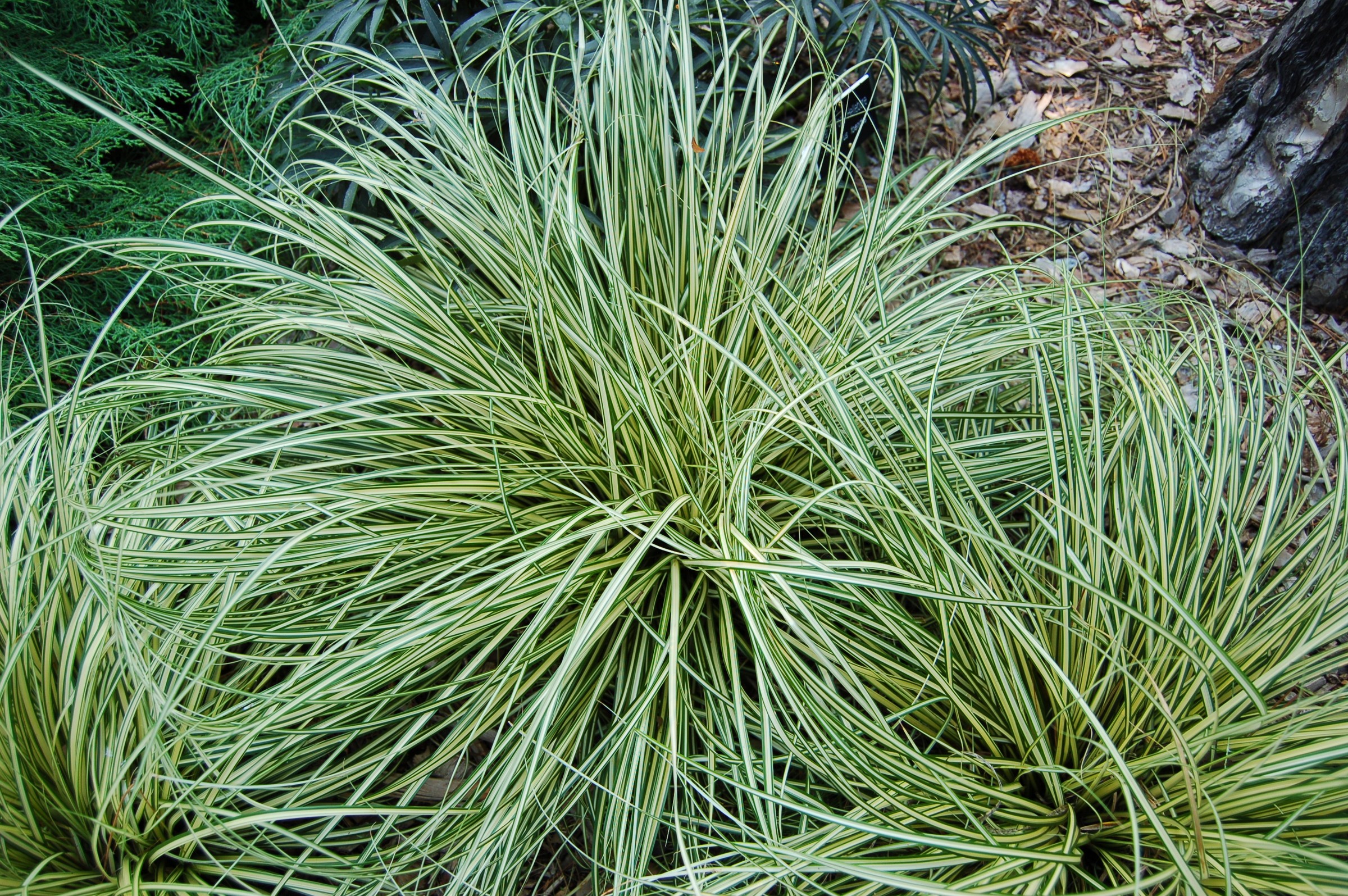 Sedge, Everillo — whole plant