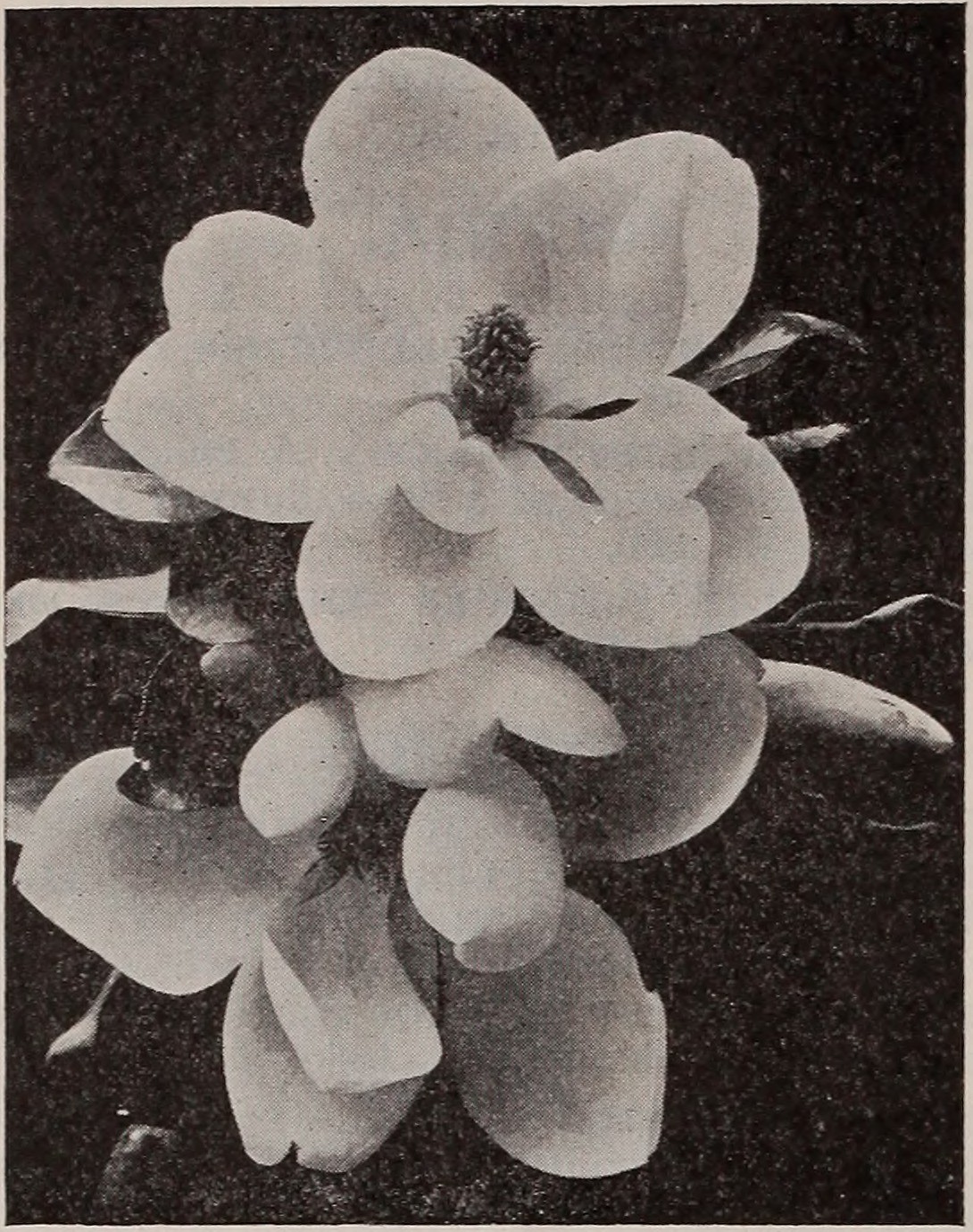 Topiary, Boxwood Globe — flowers or notable detail