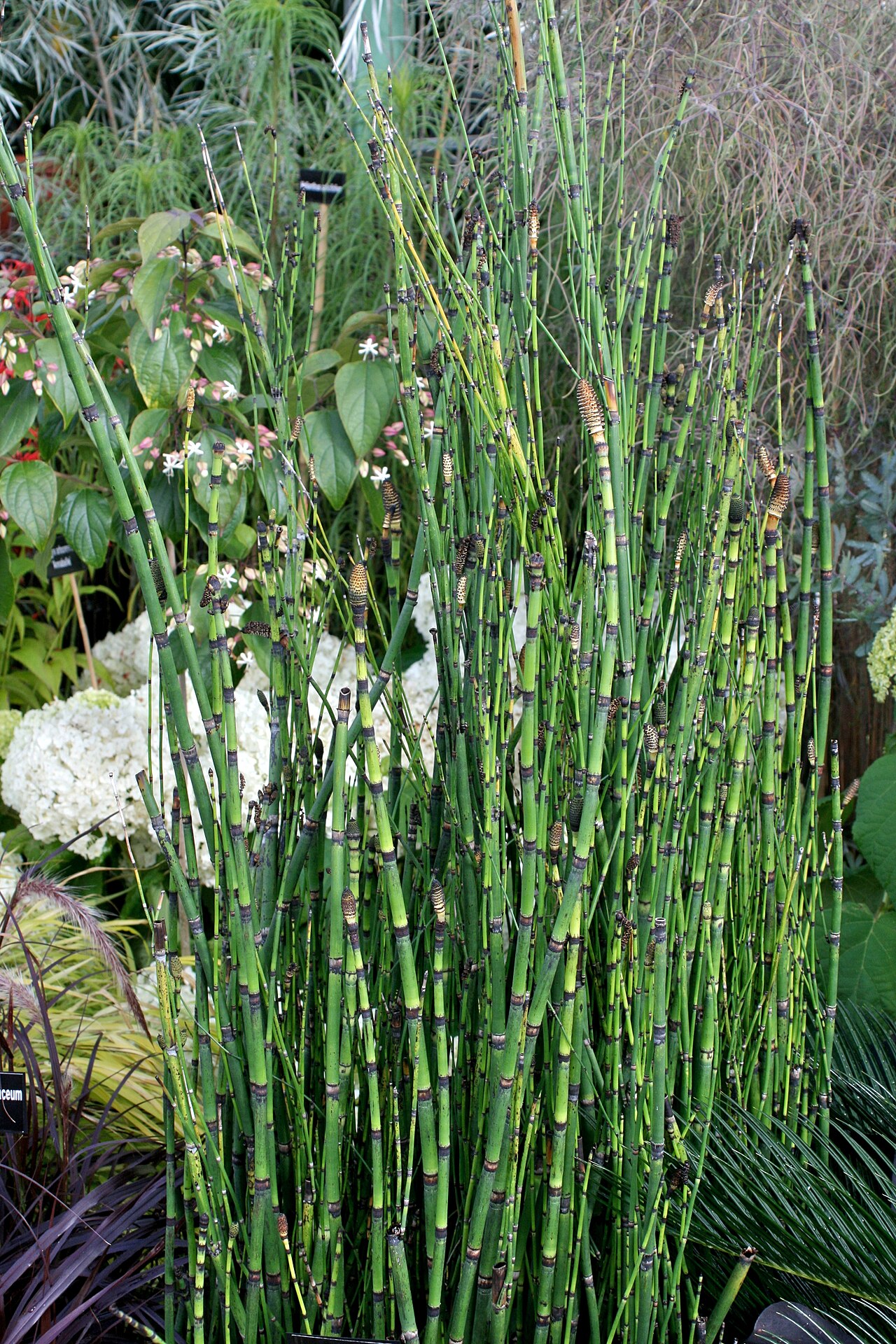 Horsetail Reed — flowers or notable detail