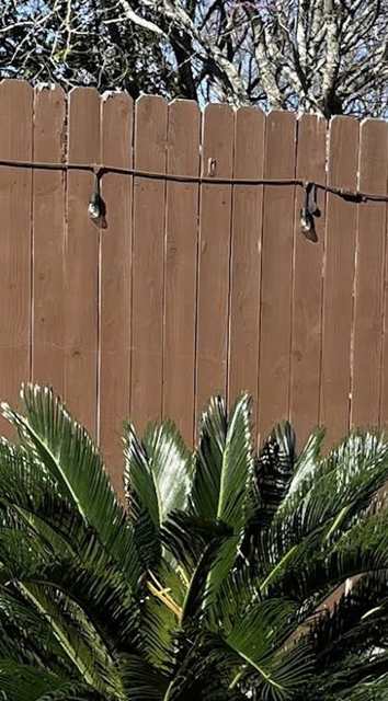 Sago Palm — flowers or notable detail