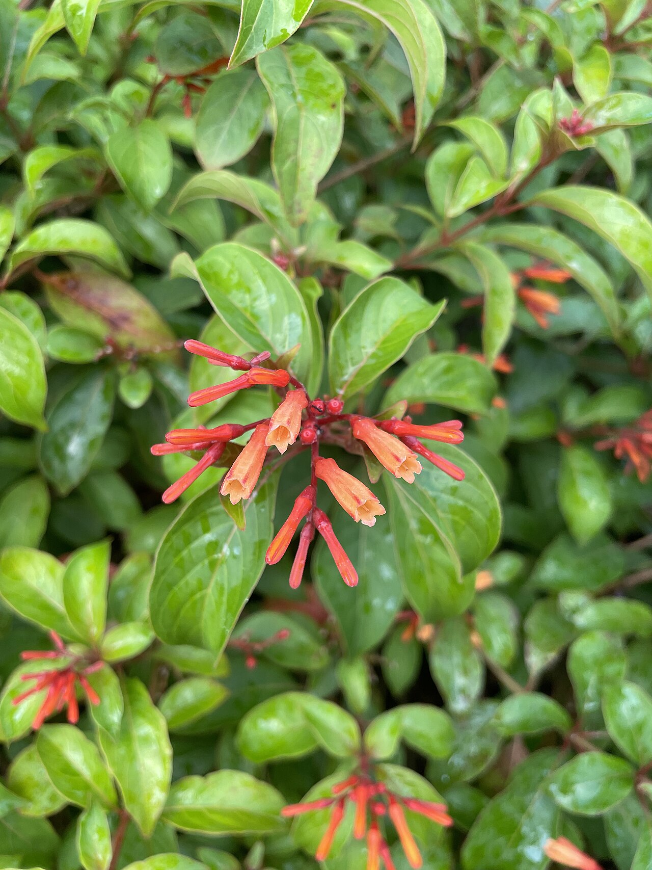 Firebush — flowers or notable detail
