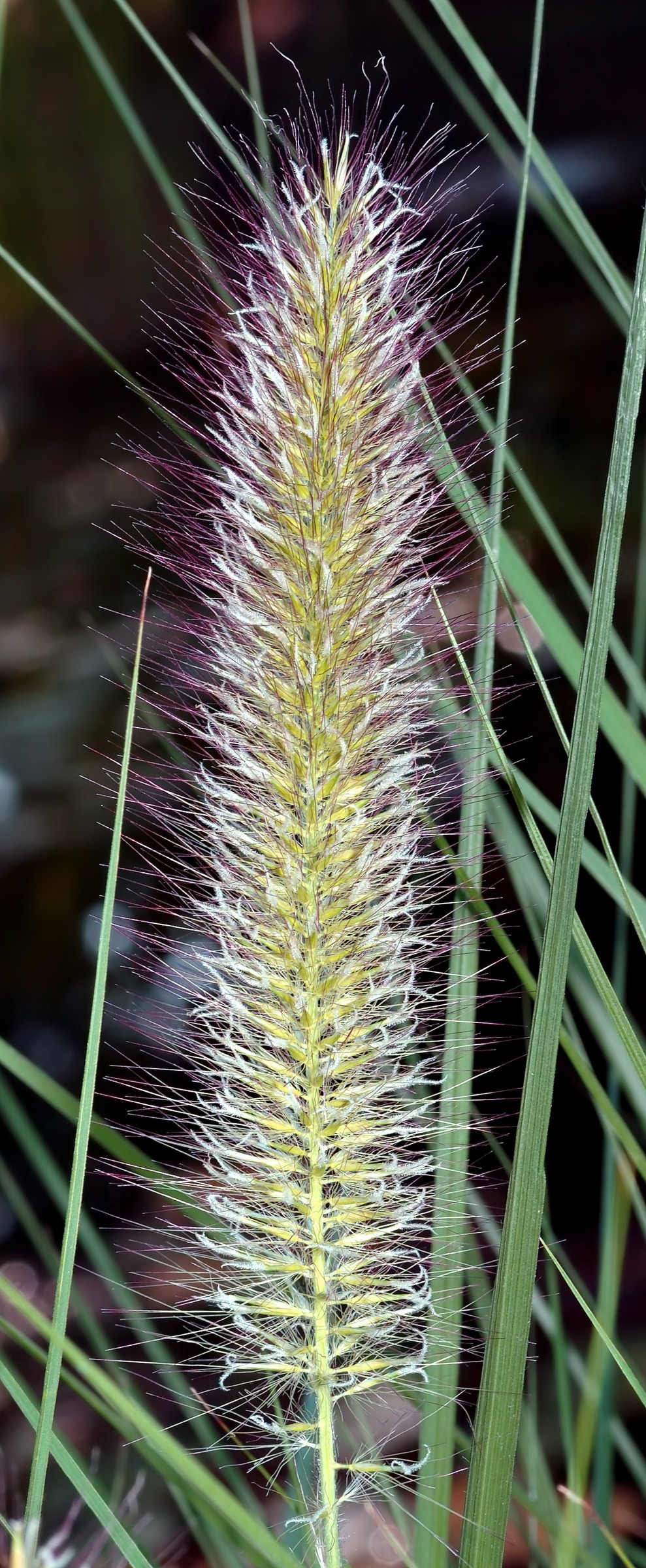 Grass, Hameln — flowers or notable detail